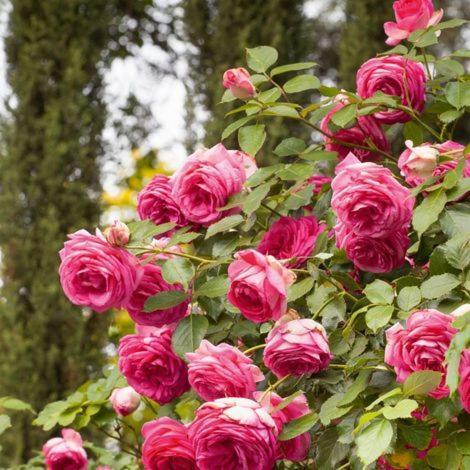 Chez Fleur Bed & Breakfast Avignon Exterior foto